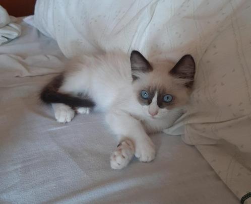 MJM Dogs Foundation: Hugo, Dieren en Toebehoren, Katten en Kittens | Overige Katten, Kortharig, Kater, 0 tot 2 jaar