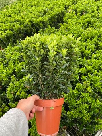 Mooie volle bossen euyonimus ‘green spire’ buxus vervanger beschikbaar voor biedingen