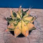 Cactus Gymnocalycium Mihanovichii XL High Color p10 (9)