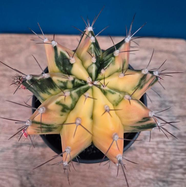 Cactus Gymnocalycium Mihanovichii XL High Color p10 (9), Huis en Inrichting, Kamerplanten, Cactus, Minder dan 100 cm, Volle zon