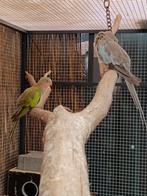 Gezocht princes of wales, Dieren en Toebehoren, Vogels | Parkieten en Papegaaien, Vrouwelijk, Parkiet
