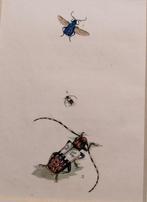 Engelse kopergravure insect -Entomologie prent - 1799, Ophalen of Verzenden