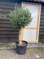 Olijfboom 180 cm  stamdikte 35/40 cm, Tuin en Terras, Planten | Bomen, Ophalen of Verzenden