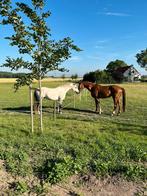 Stalling en weidegang aangeboden, Weidegang, 2 of 3 paarden of pony's