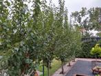 Mooie pruimen bomen gele pruim hoog 250 stamdikte 10 cm 9 st, Ophalen of Verzenden, Volle zon, Overige soorten