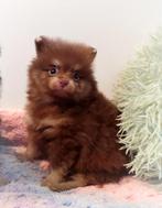 NOG EEN super knappe en schattige mini pomeranian puppy🥰, Dieren en Toebehoren, Keeshond, 8 tot 15 weken, Meerdere, Meerdere dieren