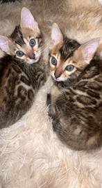 Bengaal kittens.    € 700,-, Dieren en Toebehoren, Katten en Kittens | Raskatten | Korthaar, Poes, Gechipt, 0 tot 2 jaar