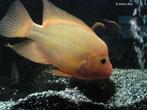 1 citroencichlide/midas 30cm gratis af te halen agresief, Dieren en Toebehoren, Vissen | Aquariumvissen, Vis, Zoetwatervis