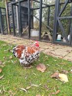 Mooie Cochin porselein haan, Dieren en Toebehoren, Mannelijk, Kip