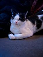 Lieve gecastreerde kater, Kater