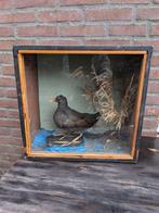 Diorama met opgezette waterhoen. Taxidermie, Antiek en Kunst, Curiosa en Brocante, Ophalen