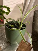 Makkelijke kamerplantjes in groene stenen bloempot, Ophalen, Halfschaduw, Minder dan 100 cm