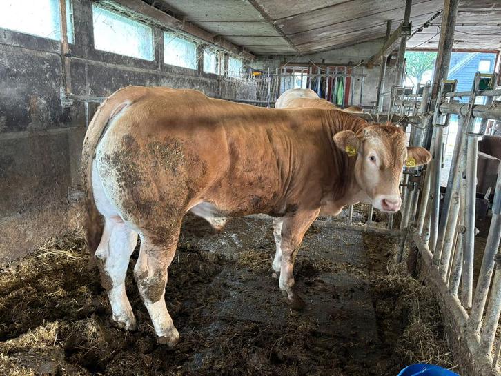Blonde ‘d aquitaine dekstier, Dieren en Toebehoren, Runderen, Mannelijk