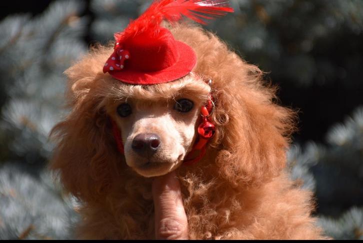 mooie roodkleurige poedels, Dieren en Toebehoren, Honden | Chihuahua's en Gezelschapshonden, Meerdere dieren, Poedel, Particulier