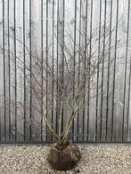 Amelanchier krentenboompje meerstammig leverbaar tot 225 cm, Ophalen of Verzenden, Overige soorten, Struik, 100 tot 250 cm