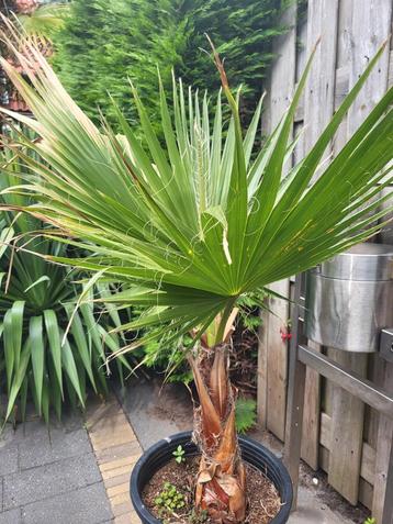 Waaierpalm "Washington robusta" 120 cm beschikbaar voor biedingen