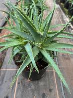 Aloe Arborescens pot 23 branch, Ophalen
