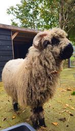Kruising Walliser Schwarznase ram (75%), Dieren en Toebehoren, Mannelijk, Schaap