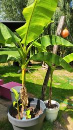 Bananenplanten bananenboom musa basjoo ruim 40 stuks, Ophalen, Zomer, Overige soorten, Volle zon