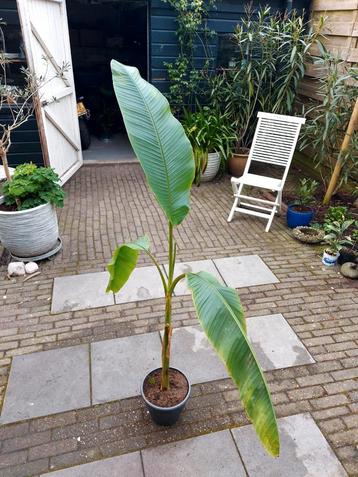 Musa Velutina stamhoogte 100cm beschikbaar voor biedingen