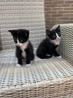 Twee leuke kittens, een poes en een kater, Dieren en Toebehoren, Katten en Kittens | Overige Katten, Poes