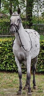 Prachtige merrie 4 jaar, Dieren en Toebehoren, Pony's, Merrie, Gechipt, 3 tot 6 jaar, Onbeleerd