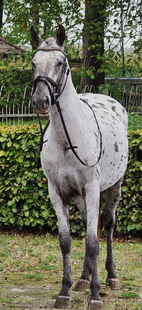 Prachtige merrie 4 jaar, Dieren en Toebehoren, Pony's, Merrie, Onbeleerd, D pony (1.37m tot 1.48m), Recreatiepony, 3 tot 6 jaar