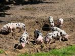Bonte Bentheimerbiggen, Dieren en Toebehoren, Schapen, Geiten en Varkens, Meerdere dieren, Varken