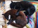 Pippi en Pluk zoeken een nieuw huis!, Dieren en Toebehoren, Katten en Kittens | Overige Katten, Meerdere dieren, Kortharig, 0 tot 2 jaar