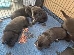 Te koop boulab pups uit huis/woonkamer, Dieren en Toebehoren, 8 tot 15 weken, Meerdere, Meerdere dieren, Nederland