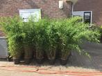 Fargesia nitida Black Pearl, niet woekerende bamboe, Ophalen, Bamboe, Struik, 250 cm of meer