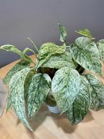 Epipremnum Hanoman sp Bali (gewortelde stekken), Ophalen of Verzenden, Overige soorten, Minder dan 100 cm