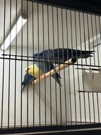 Catharina parkieten, Dieren en Toebehoren, Vogels | Parkieten en Papegaaien, Meerdere dieren, Parkiet