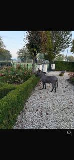 Mini Ezelhengstje ter dekking, September, Mannelijk