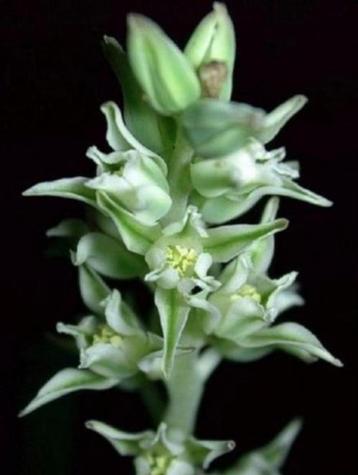 Caudex plant Eriospermum Dregei uit Namibie. Potmaat 8,5cm.
