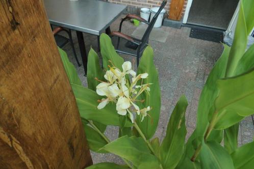 Hedychium gardnerianum, Tuin en Terras, Planten | Tuinplanten, Vaste plant, Overige soorten, Volle zon, Zomer, Ophalen