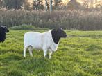 Dorper dekram, Dieren en Toebehoren, Schapen, Geiten en Varkens, Mannelijk, Schaap