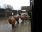 Alpaca hengsten te koop, Dieren en Toebehoren, Juni, Mannelijk