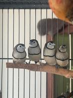 2 mannetjes Bichenows astrilde juni 2025 natuurbroed, Dieren en Toebehoren, Geslacht onbekend, Tropenvogel, Geringd