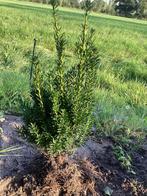 Te koop: taxus, Ophalen of Verzenden, Taxus, Minder dan 100 cm