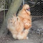 Buff Usa zijdehoender haan frizzle, Dieren en Toebehoren, Pluimvee, Mannelijk, Kip