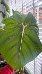 Philodendron Gloriosum XXL, Overige soorten, Minder dan 100 cm, Groene kamerplant, Halfschaduw