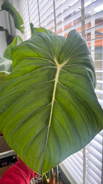 Philodendron Gloriosum XXL beschikbaar voor biedingen