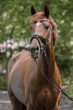 Mooie E pony merrie met fijn karakter, Merrie, E pony (1.48m - 1.57m), Met stamboom, 11 jaar of ouder