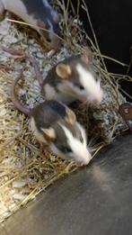 Mooie jonge ratjes te koop!, Dieren en Toebehoren, Knaagdieren, Juli, Vrouwelijk, Rat