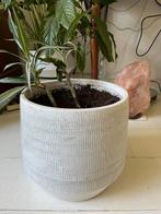Mooie stenen bloempot. Doorsnede 25,5 cm. Zgan, Tuin en Terras, Bloempotten, Ophalen, Zo goed als nieuw, Rond
