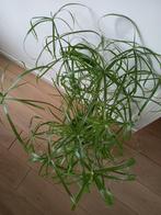 Verse parapluplant stekjes! 5 voor 4 euro (Cyperus), Ophalen of Verzenden, Overige soorten, Minder dan 100 cm