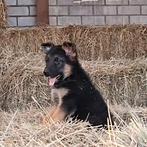 Duitse Herder pups reu, Rabiës (hondsdolheid), Reu, 8 tot 15 weken, Meerdere
