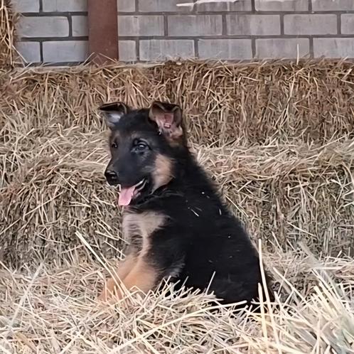 Duitse Herder pups reu, Dieren en Toebehoren, Honden | Herdershonden en Veedrijvers, Reu, Herder, Particulier, Meerdere, Nederland