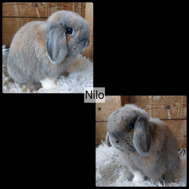 minilop ram, Dieren en Toebehoren, Konijnen, Klein, Mannelijk, 0 tot 2 jaar, Hangoor